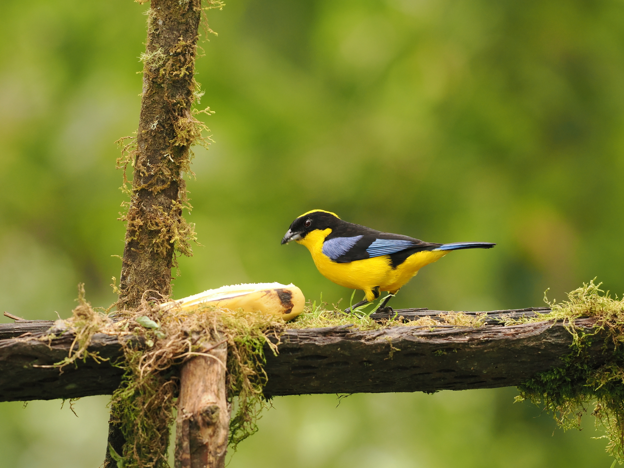 Blue-winged Mountain Tanager (Anisognathus somptuosus), photo 6