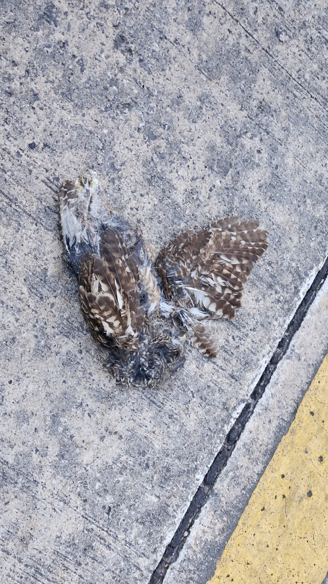 Asian Barred Owlet (Glaucidium cuculoides), photo 4