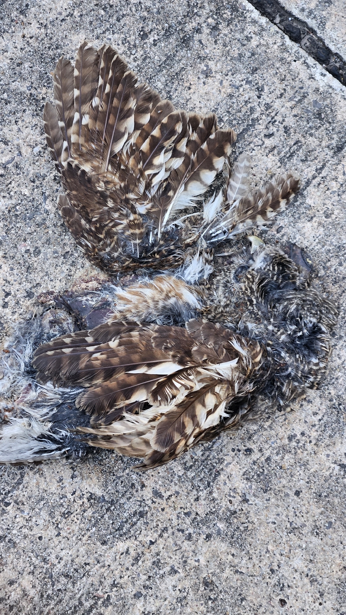 Asian Barred Owlet (Glaucidium cuculoides), photo 5