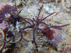 Rhodophyta