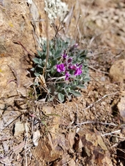 Boechera breweri breweri