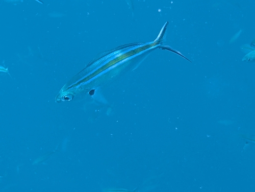 Caesio caerulaurea