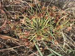 Cyperus rubicundus