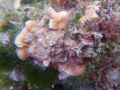Rhodophyta