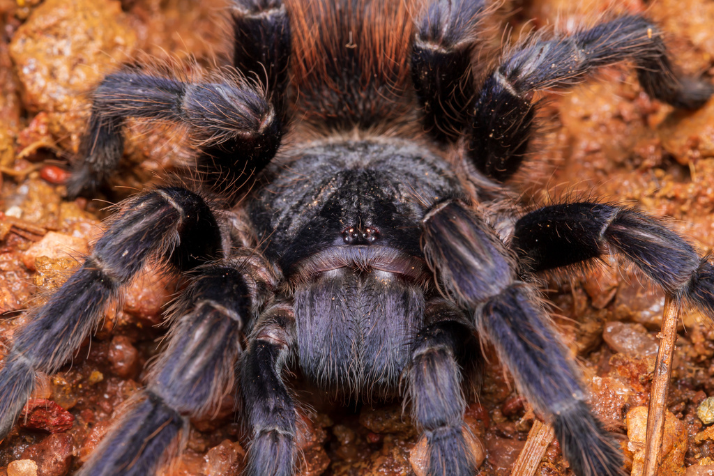 Brazilian Blue Tarantula (Lasiocyano sazimai) · iNaturalist