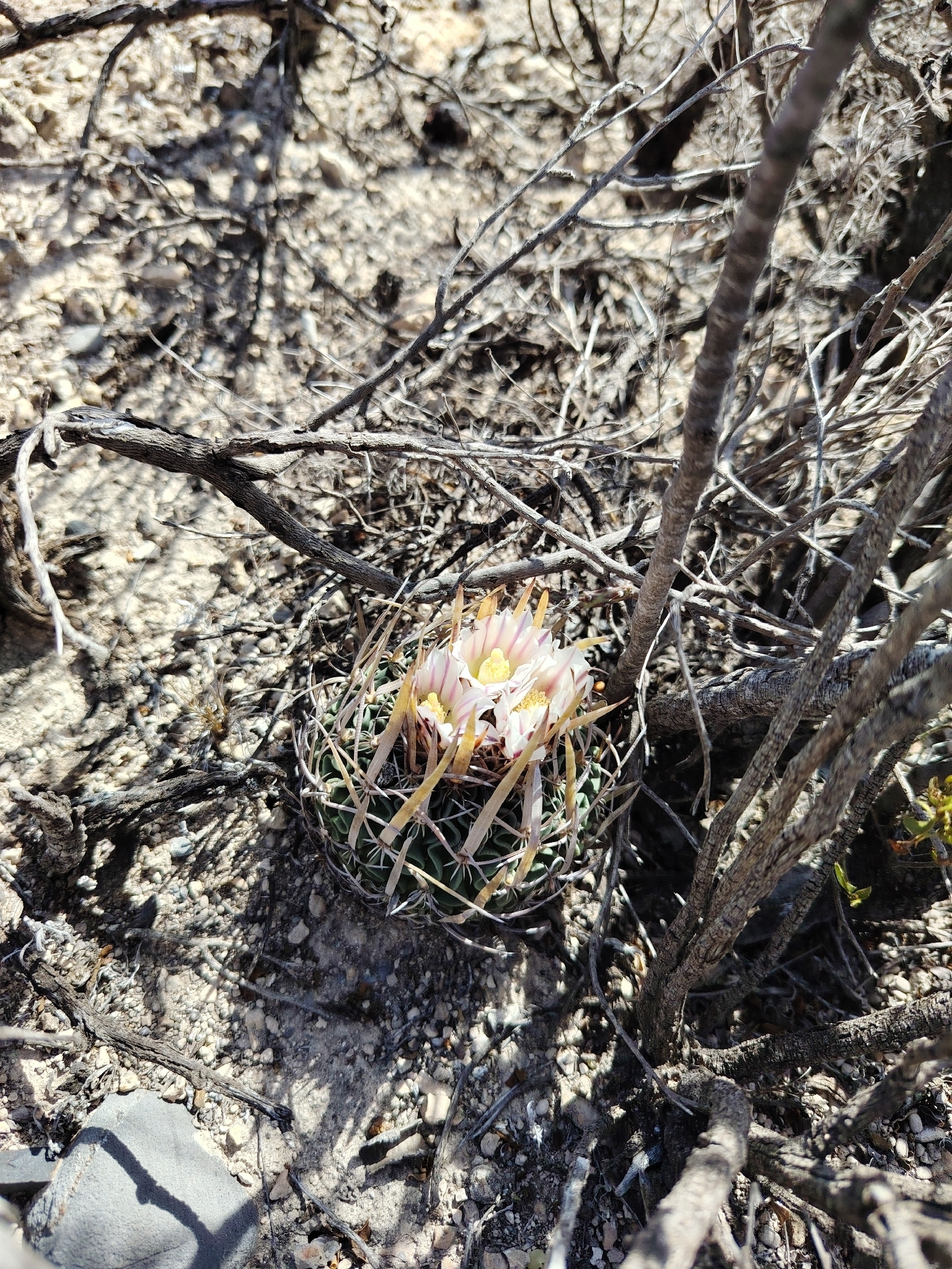 Cactus cerebro
