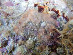 Bryozoa