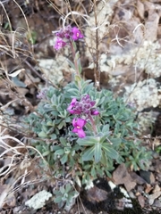 Boechera breweri breweri