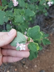 Ribes malvaceum malvaceum