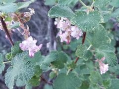 Ribes malvaceum malvaceum