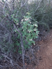 Ribes malvaceum malvaceum