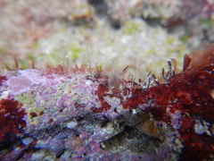 Hydrozoa