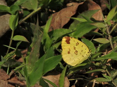 Eurema hecabe