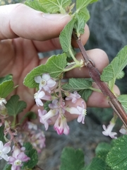 Ribes malvaceum malvaceum