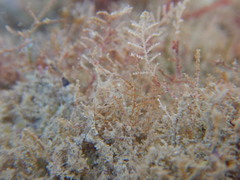 Hydrozoa