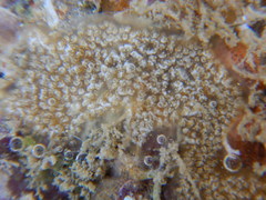 Tunicata