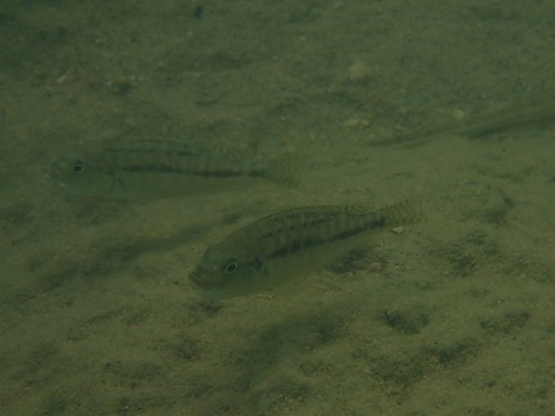 Cyathochromis obliquidens