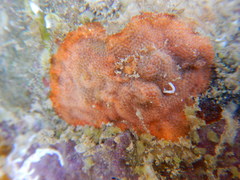 Bryozoa