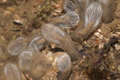 Clavelinidae