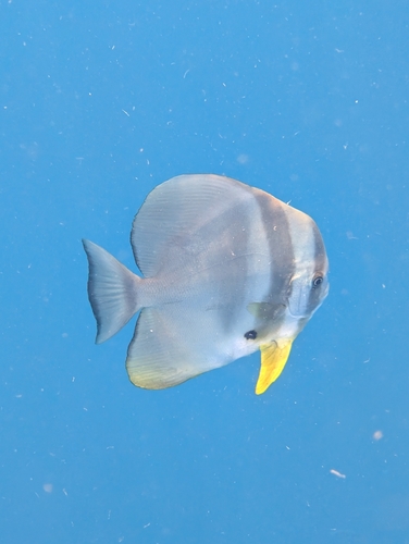 Platax teira