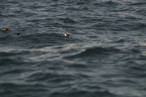 Galapagos Shearwater (Puffinus subalaris), photo 10
