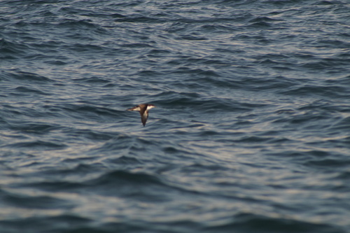 Galapagos Shearwater (Puffinus subalaris), photo 6
