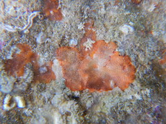 Bryozoa