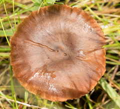 Cortinarius thiersii