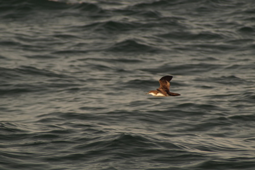 Galapagos Shearwater (Puffinus subalaris), photo 1