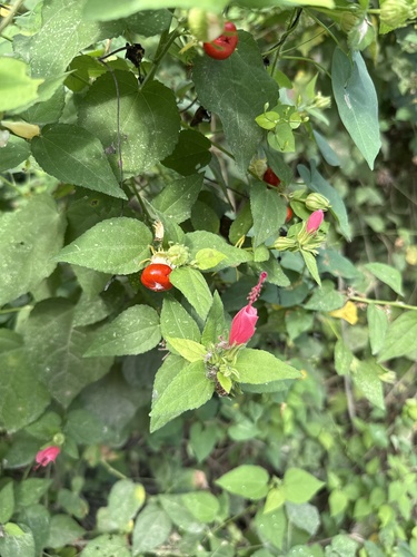 Turk's cap (Malvaviscus arboreus)