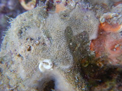 Tunicata