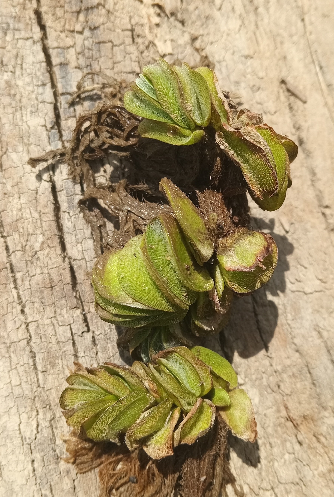 Lobed Salvinia (Salvinia biloba)