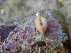 Striarca lactea