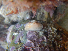 Striarca lactea