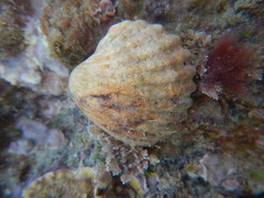 Bivalvia