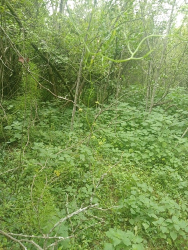 Bowiea volubilis