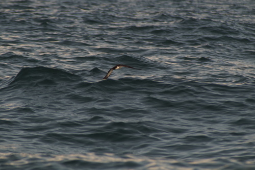 Galapagos Shearwater (Puffinus subalaris), photo 7