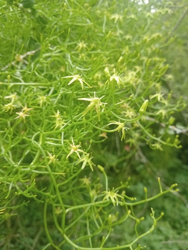 Bowiea volubilis