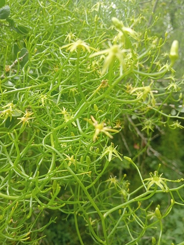 Bowiea volubilis
