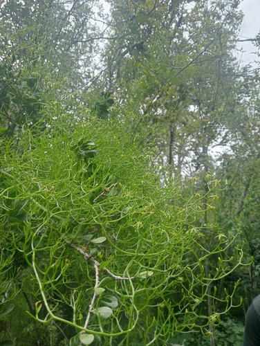 Bowiea volubilis