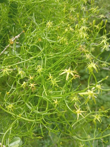 Bowiea volubilis