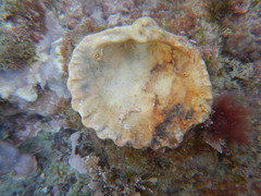 Bivalvia