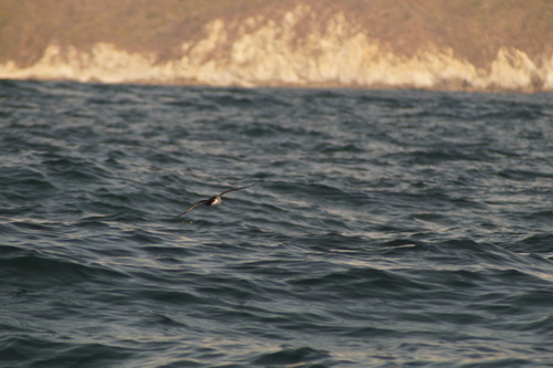 Galapagos Shearwater (Puffinus subalaris), photo 8