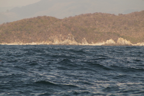 Galapagos Shearwater (Puffinus subalaris), photo 9