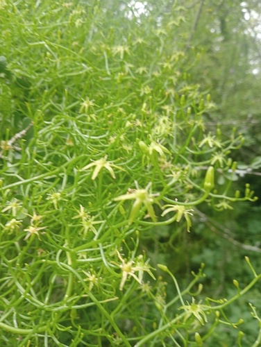 Bowiea volubilis