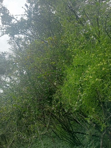 Bowiea volubilis