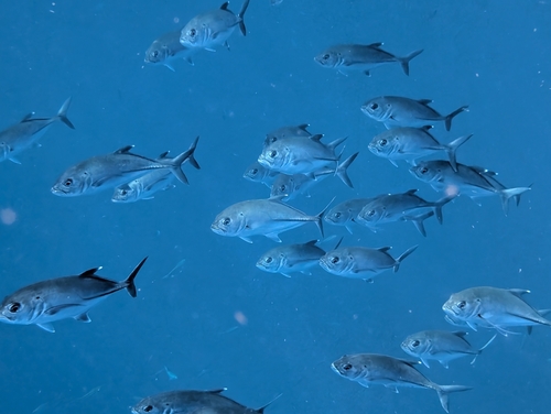 Caranx sexfasciatus