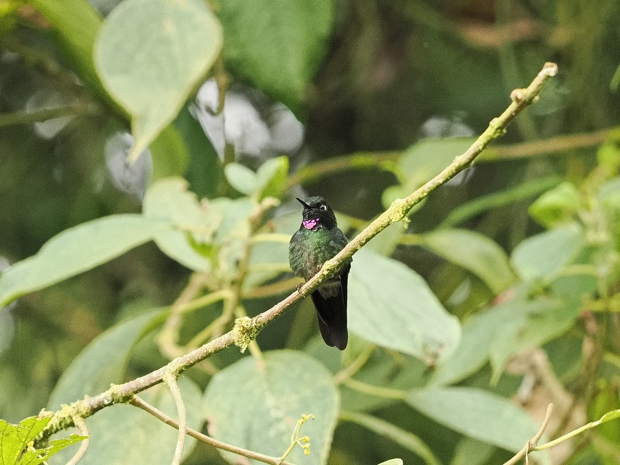 Tourmaline Sunangel (Heliangelus exortis), photo 3