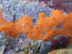 Tunicata