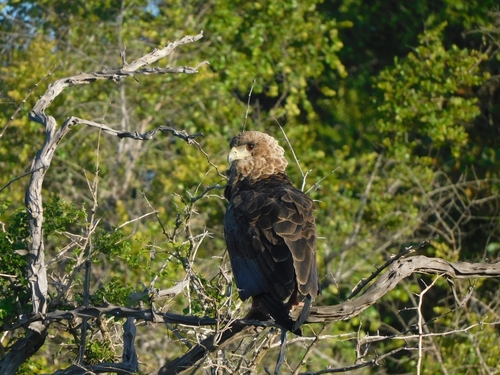 Bateleur